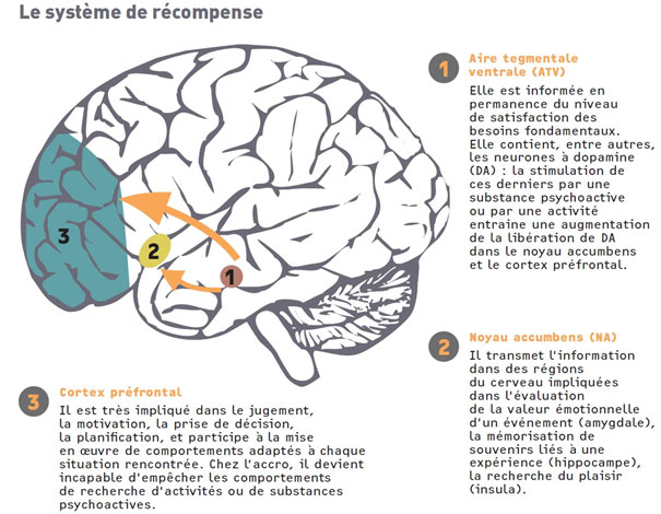 Représentation du système de récompense